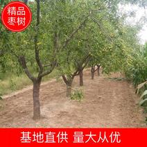 河北沧州精品枣树，基地直供，绿化枣树，异型枣树