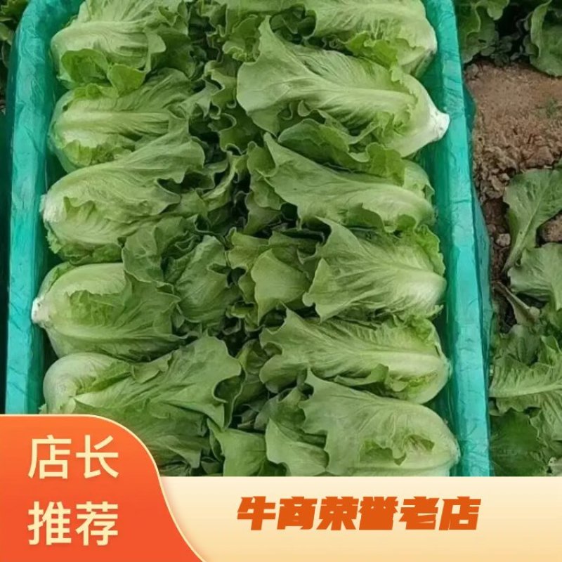 精品意大利生菜品质保证货量充足诚信经营