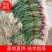 【蒜苗】优质红根蒜苗大量出货中一手货源品质保证全国发货