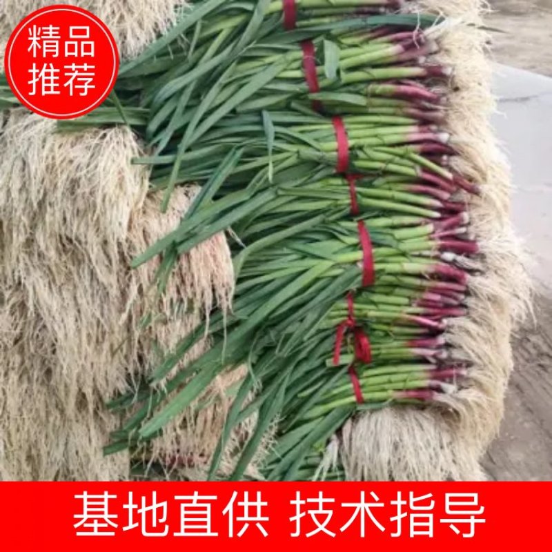 【蒜苗】优质红根蒜苗大量出货中一手货源品质保证全国发货