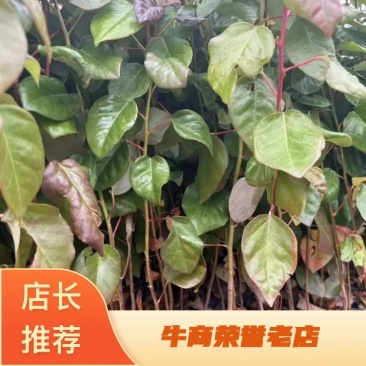 红花荷，基地直供，规格齐全，量大从优，欢迎电话订购