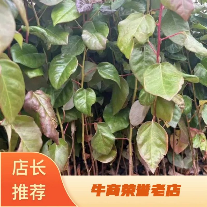 红花荷，基地直供，规格齐全，量大从优，欢迎电话订购