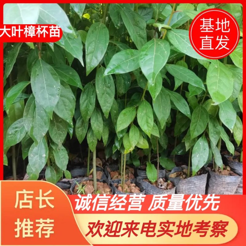 苗圃供应大叶樟杯苗樟树造林苗根系发达成活率高量大从优