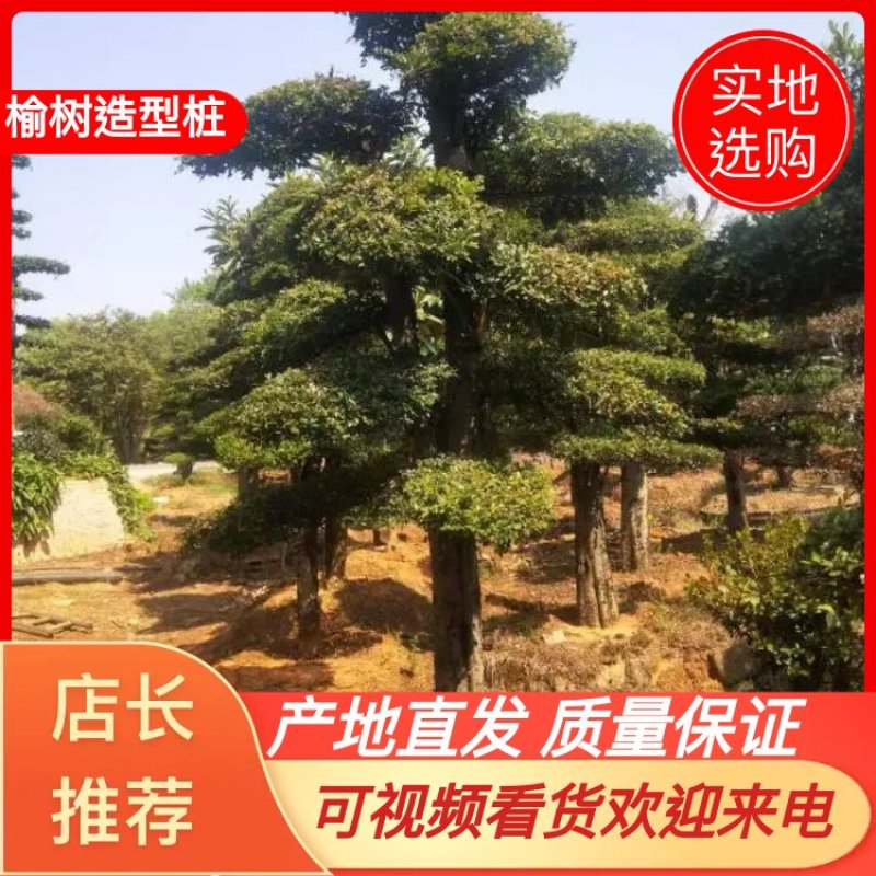 苗圃供应精品榆树桩景单杆榆树桩多杆榆树造型桩量大从优批发