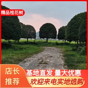产地批发精品桂花高分支桂花低分支丛生桂花量大从优规格齐全