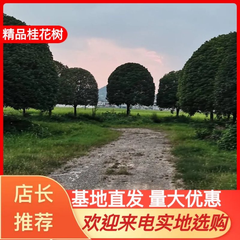 产地批发精品桂花高分支桂花低分支丛生桂花量大从优规格齐全