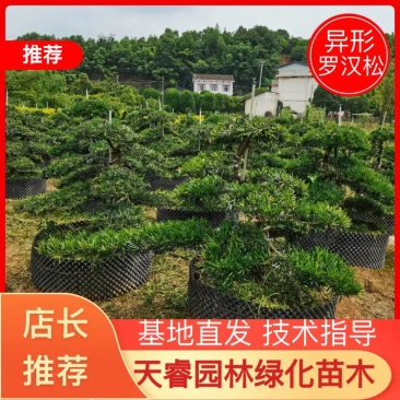 苗圃批发移栽矮桩弯杆长飘造型罗汉松异形矮桩罗汉松量大从优