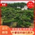 苗圃批发移栽矮桩弯杆长飘造型罗汉松异形矮桩罗汉松量大从优