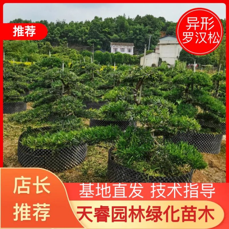 苗圃批发移栽矮桩弯杆长飘造型罗汉松异形矮桩罗汉松量大从优