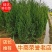 基地供应绿化工程塔柏苗松柏小苗刺柏规格齐全量大从优批发