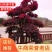 苗圃供应园林绿化桩景造型红花继木桩量大从优批发供应