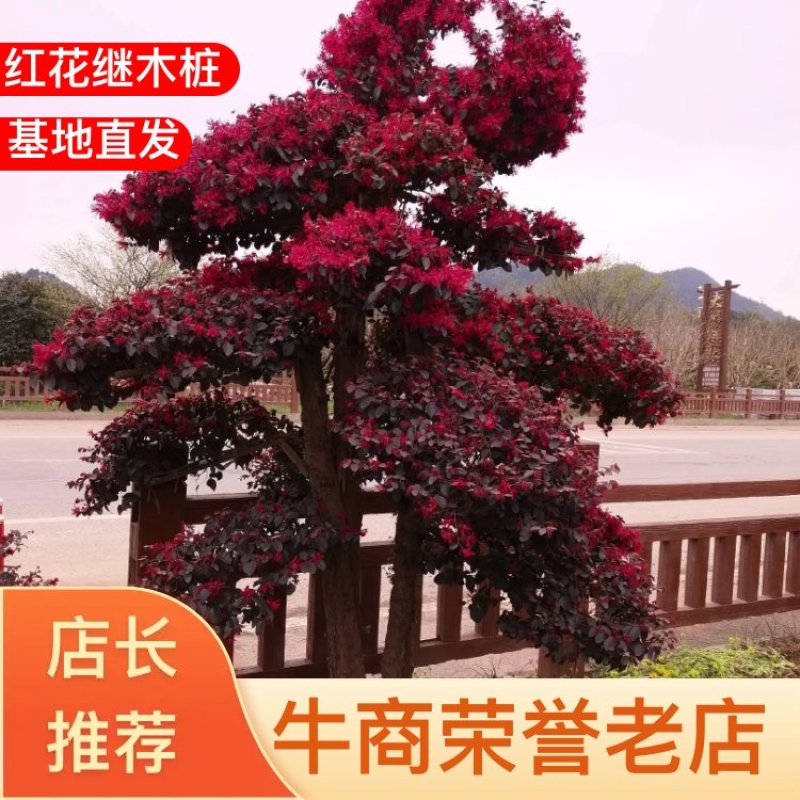 苗圃供应园林绿化桩景造型红花继木桩量大从优批发供应