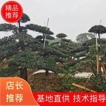 苗圃供应湖南精品造型罗汉松造型独特形态各异量大从优批发