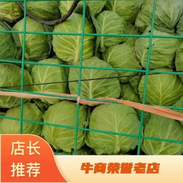 甘蓝圆包菜，耐运输，一手货源欢迎新老客光监