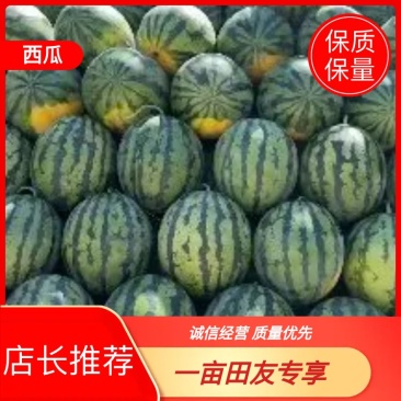 【保熟】甜王九一京心超甜现摘现发欢迎新老客户联系看货！
