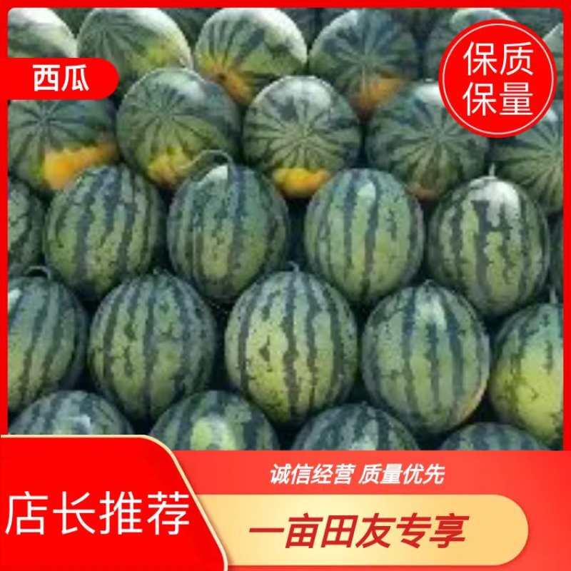【保熟】甜王九一京心超甜现摘现发欢迎新老客户联系看货！