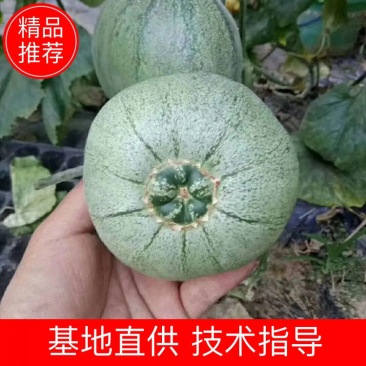 山东绿宝石甜瓜绿宝甜瓜大产地，日供20万斤，对接商超团购
