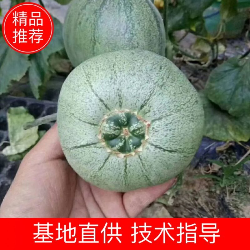 山东绿宝石甜瓜绿宝甜瓜大产地，日供20万斤，对接商超团购