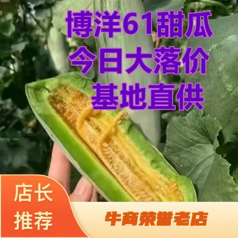 山东羊角蜜博洋61红瓤绿肉包装全代发直发