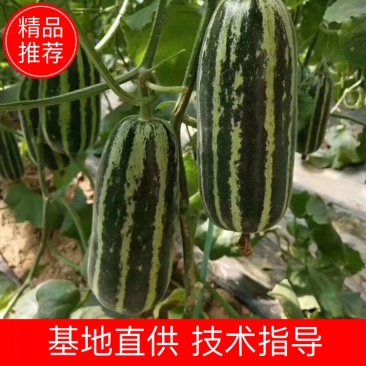 山东博洋9甜瓜，薄皮红肉，博洋蜜瓜，价格低，好吃