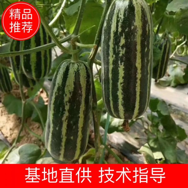 山东博洋9甜瓜，薄皮红肉，博洋蜜瓜，价格低，好吃