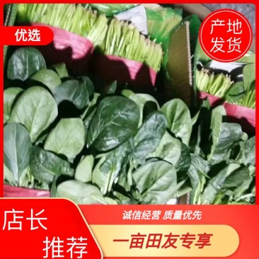 山东精品大叶菠菜，基地直销新鲜采摘一手货源全国供应