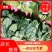 山东精品大叶菠菜，基地直销新鲜采摘一手货源全国供应