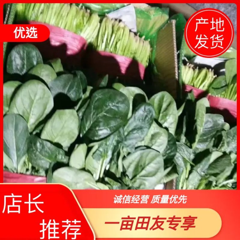山东精品大叶菠菜，基地直销新鲜采摘一手货源全国供应
