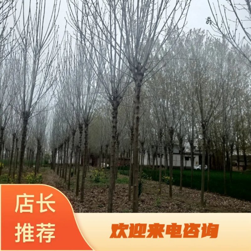 【白蜡树】大量供应1到30公分白蜡，基地直供，免费技术指导