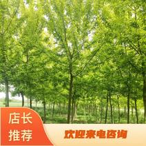 金叶青叶复叶槭枫树1到30公分基地直供！免费技术指导