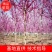 巨紫荊1到15公分，苗圃优质货源，免费技术指导