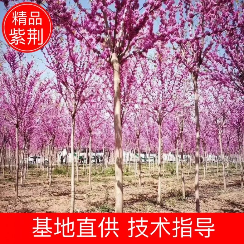 巨紫荊1到15公分，苗圃优质货源，免费技术指导