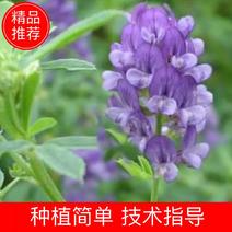 紫花苜蓿种子苜蓿草种子牧草种植简单可在线交易