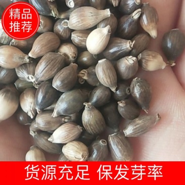 新产薏米种子薏苡籽草珠子一袋一斤可在线交易