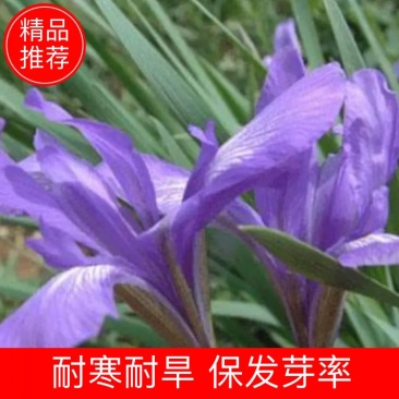 新产马莲种子马莲籽绿化花卉耐寒耐旱多年生
