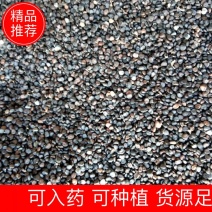 出售新产曼陀子曼陀罗籽一年生可入药或种植