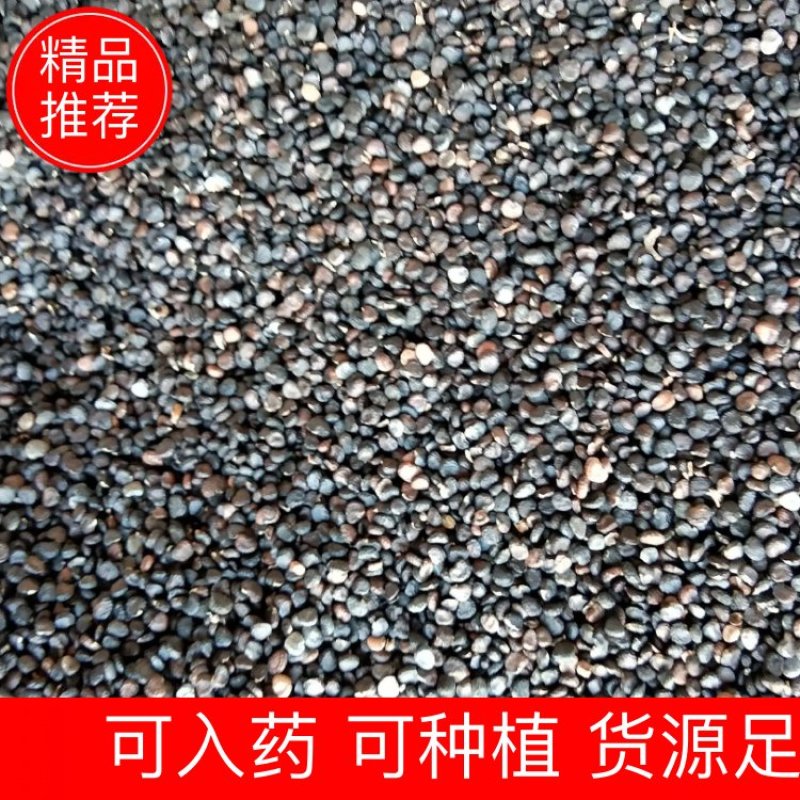 出售新产曼陀子曼陀罗籽一年生可入药或种植
