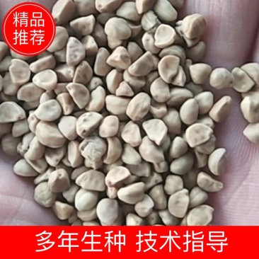 出售新产白丑种子牵牛花种子花卉种子多年生