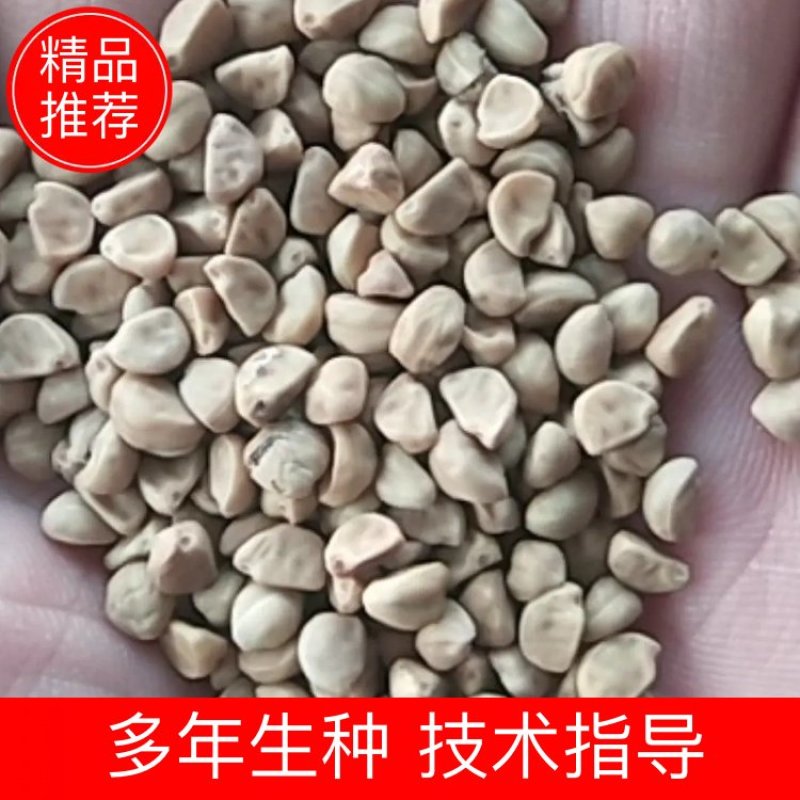 出售新产白丑种子牵牛花种子花卉种子多年生
