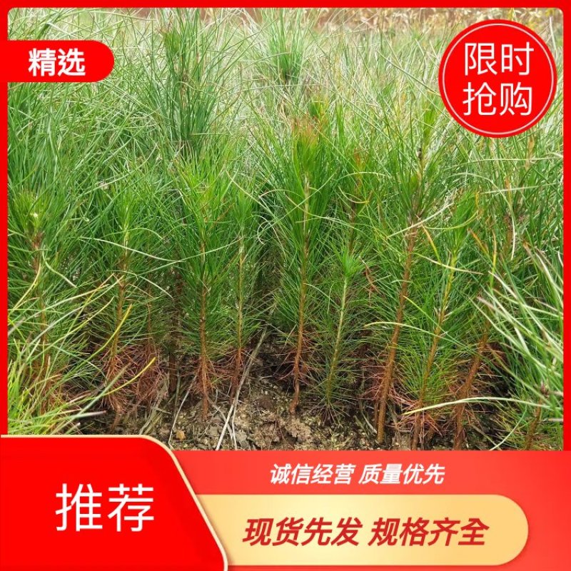 湿地松地苗，湿地松杯苗，还有一至5公分的苗。
