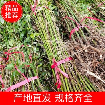 【牛商推荐】优质香樟苗，大叶小叶都有苗欢迎来电洽谈合作