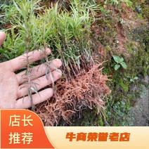 【牛商推荐】江西宜春本地红豆杉10~20cm，量大有优惠