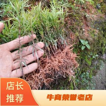 【牛商推荐】江西宜春本地红豆杉10~20cm，量大有优惠