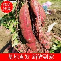 【红薯】红瑶品种，红薯界天花板，薯中贵族，支持电商，商超