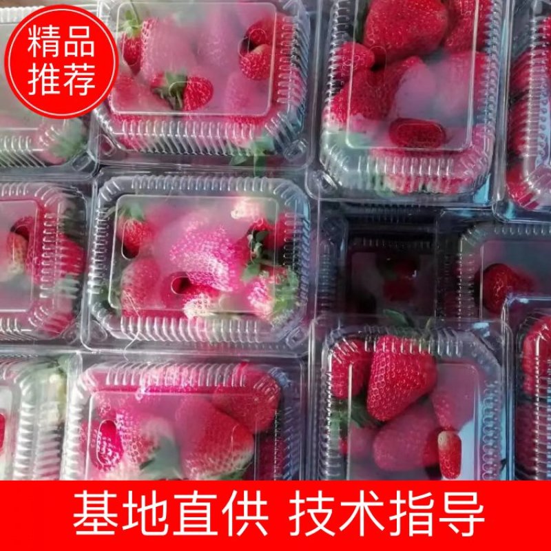 河北昌黎九九草莓产地直销火爆开启