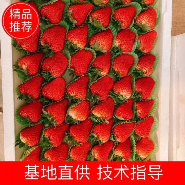 河北昌黎红颜草莓产地直销大量供应