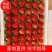 河北昌黎红颜草莓产地直销大量供应