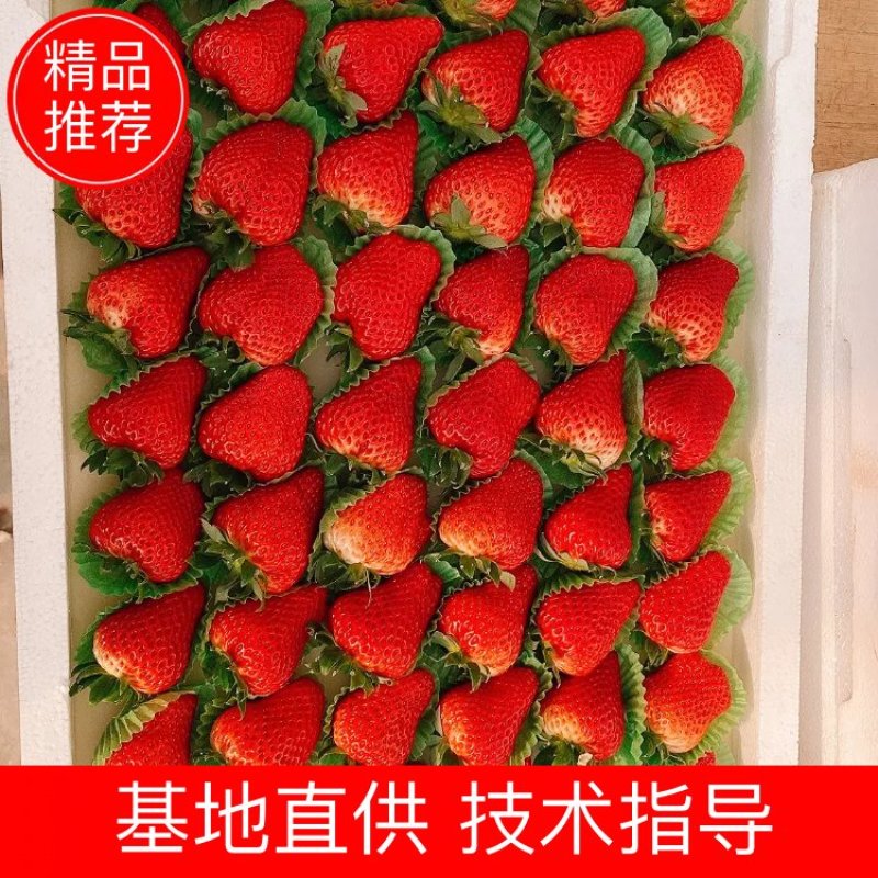 河北昌黎红颜草莓产地直销大量供应