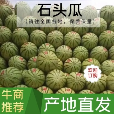 石头瓜基地直供大量上市欢迎咨询下单量大从优