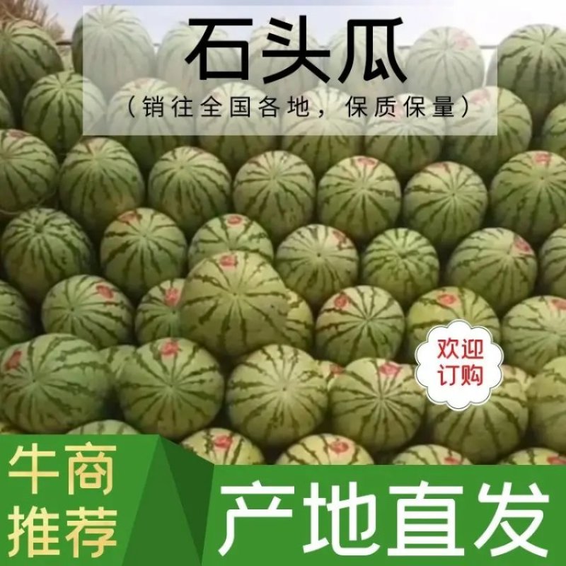 石头瓜基地直供大量上市欢迎咨询下单量大从优